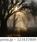 tree, sunset, nature, trees, landscape, sun, forest, sky, sunrise, light, silhouette, autumn, sunlight, mist, fog, morning, branch, winter, scene, green, park, fall, beautiful 121637809