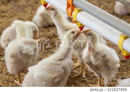 Chickens Are Drinking Water In Close Farm, Temperature And Light Control. Chickens Are Drinking Water In Close Farm, Temperature And Light Control. 121637900