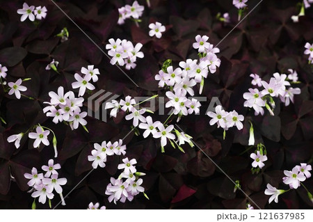 オキザリス トリアングラリスの花 オキザリス トリアングラリスの花 121637985