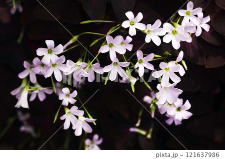 オキザリス トリアングラリスの花 オキザリス トリアングラリスの花 121637986
