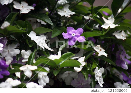 香り漂よう、ニオイバンマツリの花 121638003
