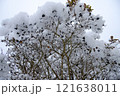 枝の上に積もる綿雪 北海道の冬 121638011