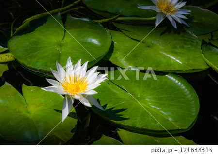 白色の睡蓮の花と葉 121638315