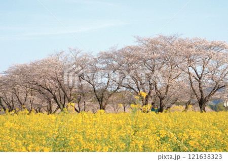 桜並木と菜の花畑 121638323