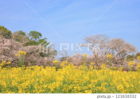 菜の花と桜のある風景 121638332