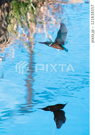 川面を翔ぶカワセミ 121638357
