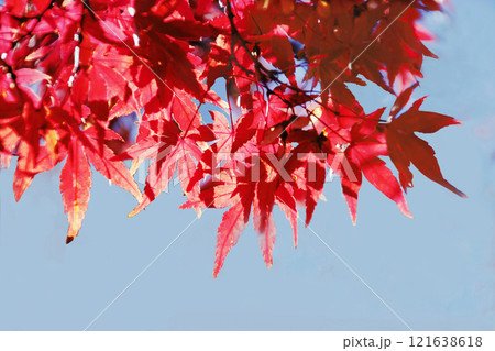 赤く紅葉したモミジは青空をバックに逆光で透けて綺麗な色 121638618