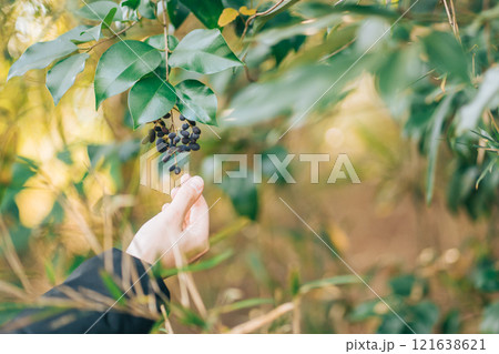 ネズミモチの実に手を伸ばす ネズミモチの実に手を伸ばす 121638621