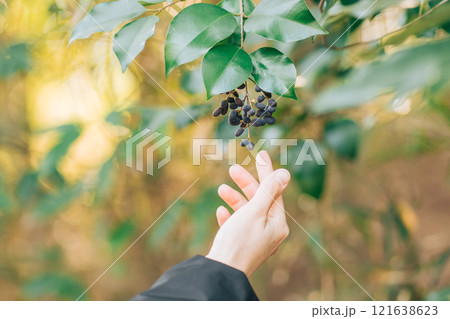 ネズミモチの実に手を伸ばす 121638623