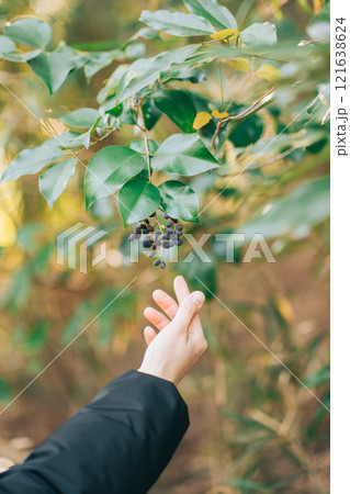 ネズミモチの実に手を伸ばす 121638624