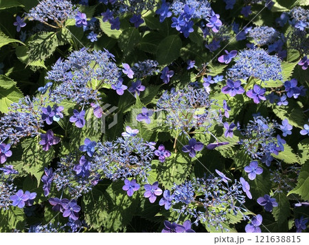 ・・~ 額紫陽花 ~・・ ・・Gakuajisai・・ ・ ・ ・・~ 額紫陽花 ~・・ ・・Gakuajisai・・ ・ ・ 121638815