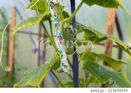 A young small cucumber hangs on a bush in a greenhouse. A social cucumber ripens on a vine in a garden bed. A small cucumber rich in vitamins, grown in our own garden. A young small cucumber hangs on a bush in a greenhouse. A social cucumber ripens on a vine in a garden bed. A small cucumber rich in vitamins, grown in our own garden. 121639344