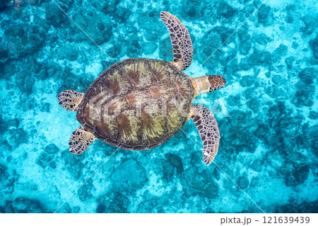 泳ぐウミガメ 121639439