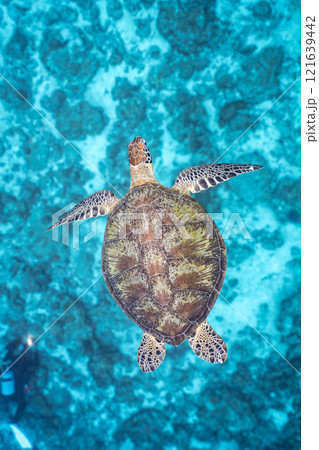 泳ぐウミガメ 泳ぐウミガメ 121639442