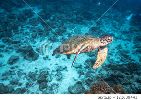 泳ぐウミガメ 泳ぐウミガメ 121639443