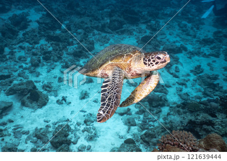 泳ぐウミガメ 泳ぐウミガメ 121639444