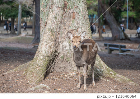 鹿 奈良公園 鹿 奈良公園 121640064