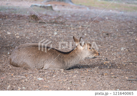 地面にすわる鹿 奈良公園 地面にすわる鹿 奈良公園 121640065