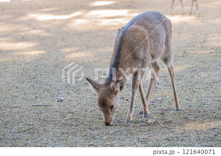 鹿（メス）　奈良公園　 121640071