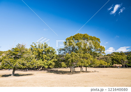 奈良公園飛火野園地　クスノキの大木 121640080