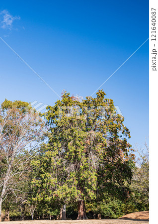 奈良公園飛火野園地のヒノキ 奈良公園飛火野園地のヒノキ 121640087