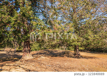 奈良公園飛火野園地　ヒノキの大木 121640089