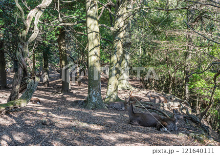 奈良公園　樹林の中の鹿 121640111