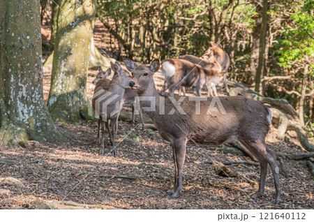 奈良公園　樹林の中の鹿（メス） 121640112