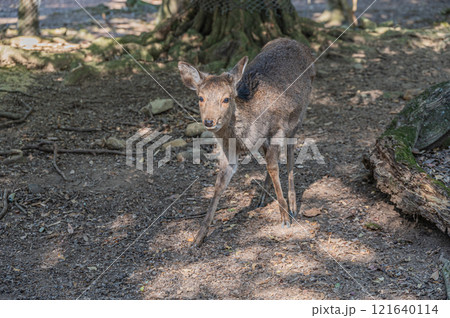 奈良公園 樹林の中の鹿(メス) 奈良公園 樹林の中の鹿(メス) 121640114