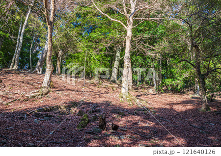 春日山原始林　奈良市 121640126