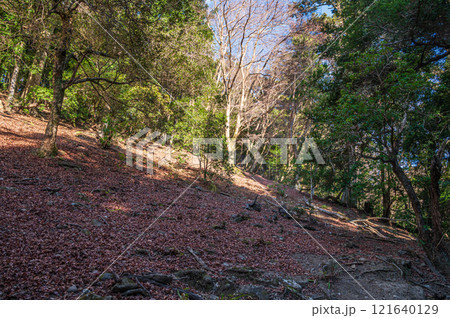 春日山原始林　奈良市 121640129