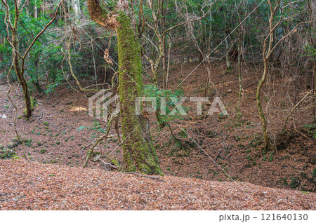 春日山原始林　奈良市 121640130