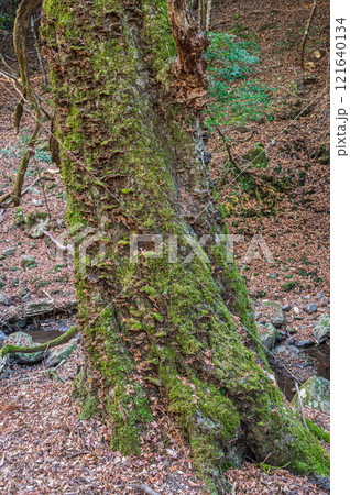 春日山原始林　奈良市 121640134
