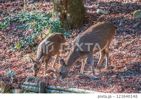 春日山原始林の鹿 奈良市 春日山原始林の鹿 奈良市 121640148