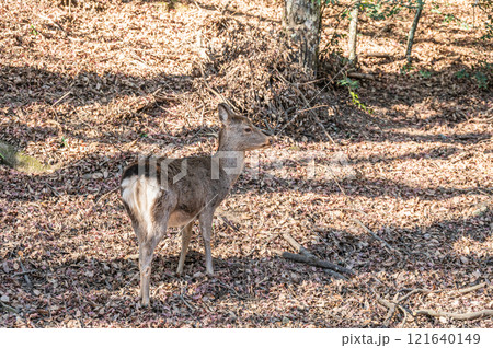 春日山原始林の鹿 奈良市 春日山原始林の鹿 奈良市 121640149