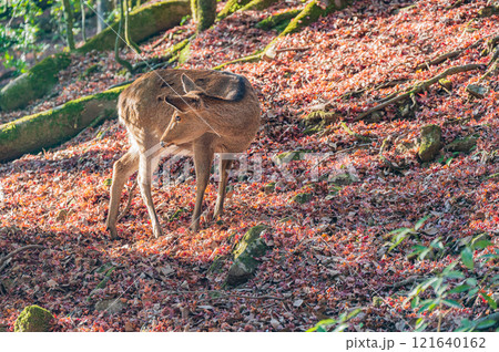 春日山原始林の鹿　奈良市 121640162