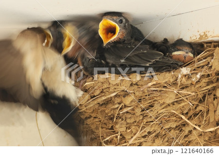 ツバメの巣　親鳥が餌を持ってくる 121640166
