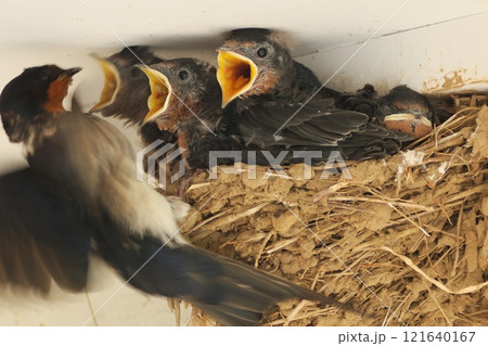 ツバメの巣　親鳥が餌を持ってくる 121640167