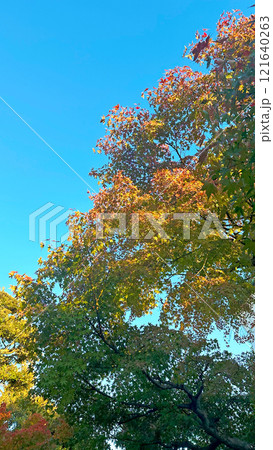 日本の自然風景 秋の空と木々 日本の自然風景 秋の空と木々 121640263