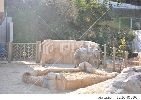 福岡市動物園 アジアゾウ 福岡市動物園 アジアゾウ 121640390