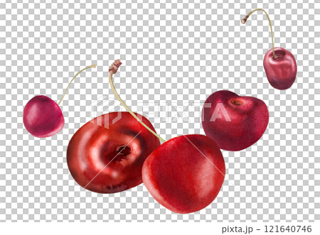 Red sweet sour cherry berries on stems, hand drawn in watercolor, scattered ripe cerise drupes. Composition illustration isolated on white. For restaurant, cafe dessert menu, wedding, farmers market Red sweet sour cherry berries on stems, hand drawn in watercolor, scattered ripe cerise drupes. Composition illustration isolated on white. For restaurant, cafe dessert menu, wedding, farmers market 121640746