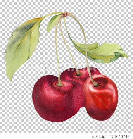 Sweet sour red cherry with green leaves, hand drawn in watercolor, garden berry in group clusters on branches. Isolated composition illustration, for cafe menu, restaurant, wedding, farmers market. Sweet sour red cherry with green leaves, hand drawn in watercolor, garden berry in group clusters on branches. Isolated composition illustration, for cafe menu, restaurant, wedding, farmers market. 121640748