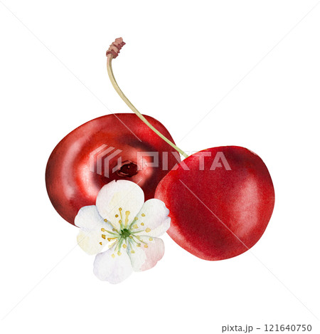 Sweet sour red cherry with green leaves, white flowers, hand drawn in watercolor, cerise berry in clusters on stems. Isolated composition illustration. Restaurant, cafe menu, wedding, farmers market Sweet sour red cherry with green leaves, white flowers, hand drawn in watercolor, cerise berry in clusters on stems. Isolated composition illustration. Restaurant, cafe menu, wedding, farmers market 121640750