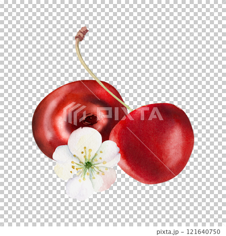 Sweet sour red cherry with green leaves, white flowers, hand drawn in watercolor, cerise berry in clusters on stems. Isolated composition illustration. Restaurant, cafe menu, wedding, farmers market Sweet sour red cherry with green leaves, white flowers, hand drawn in watercolor, cerise berry in clusters on stems. Isolated composition illustration. Restaurant, cafe menu, wedding, farmers market 121640750