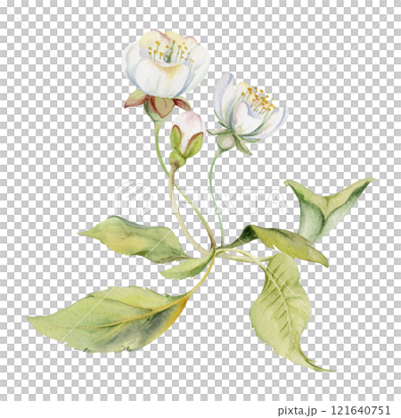Cherry sakura white flower and bud on stems, hand drawn in watercolor, green leaves, wildflower botanical illustration. Isolated buttonhole composition. Scrapbooking, florist shop, decoupage, wedding Cherry sakura white flower and bud on stems, hand drawn in watercolor, green leaves, wildflower botanical illustration. Isolated buttonhole composition. Scrapbooking, florist shop, decoupage, wedding 121640751