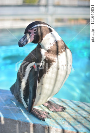 福岡市動植物園　ペンギンのダンス 121640851