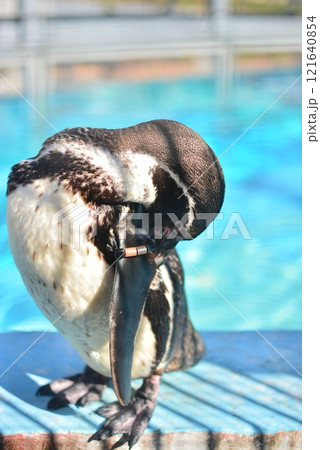 福岡市動植物園　ペンギン 121640854