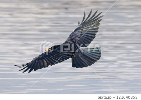 餌を運ぶハシボソガラス 121640855