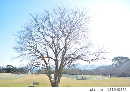 都府楼跡　元旦遊び 121640881