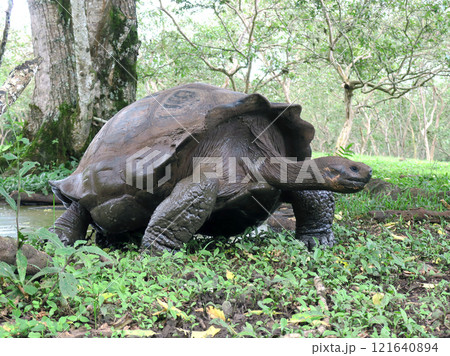 ガラパゴスゾウガメは世界最大の陸ガメでガラパゴス諸島の名前の由来になった固有種 121640894